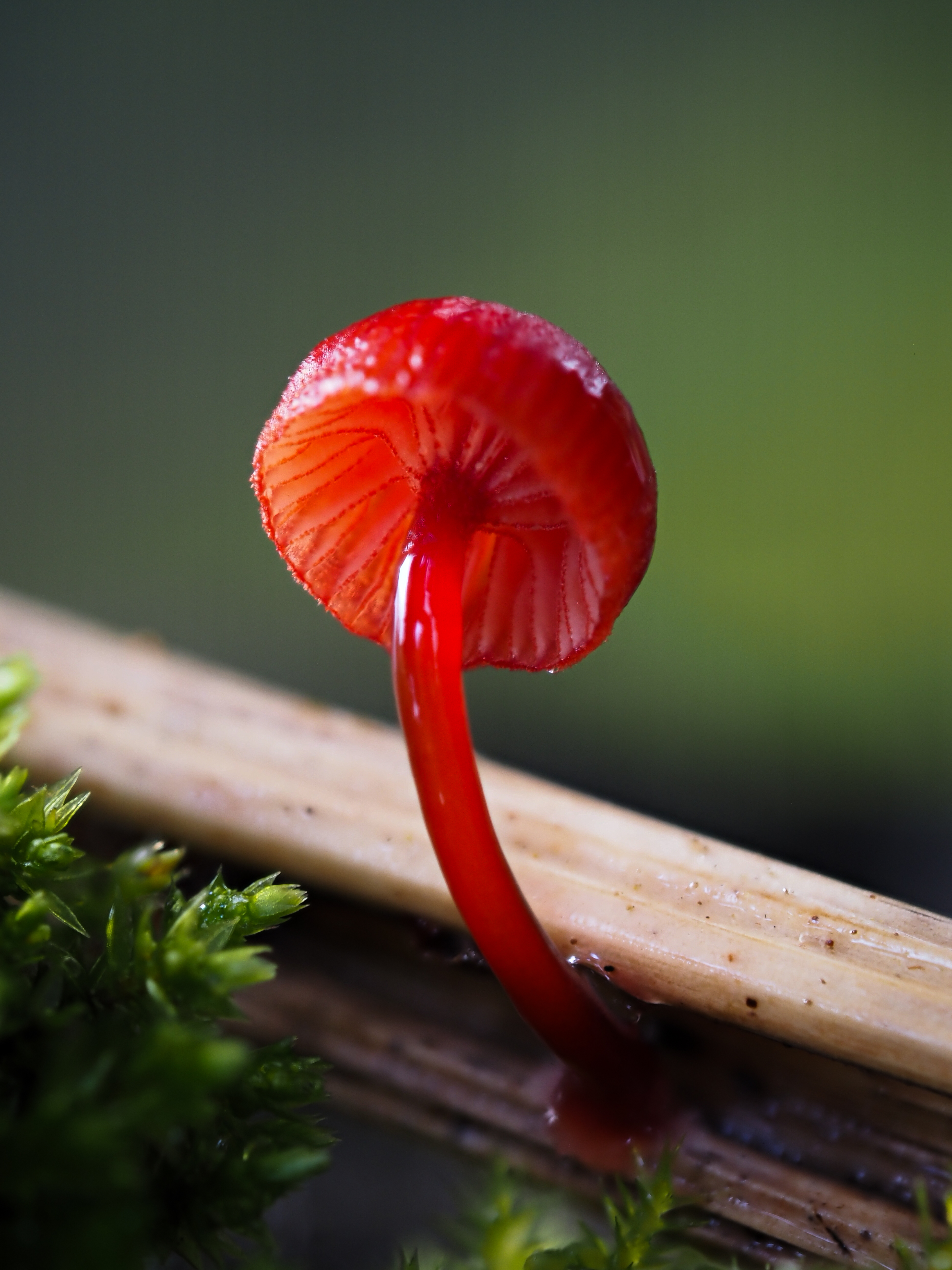 Cruentomycena viscidocruenta (Ruby Bonnet)