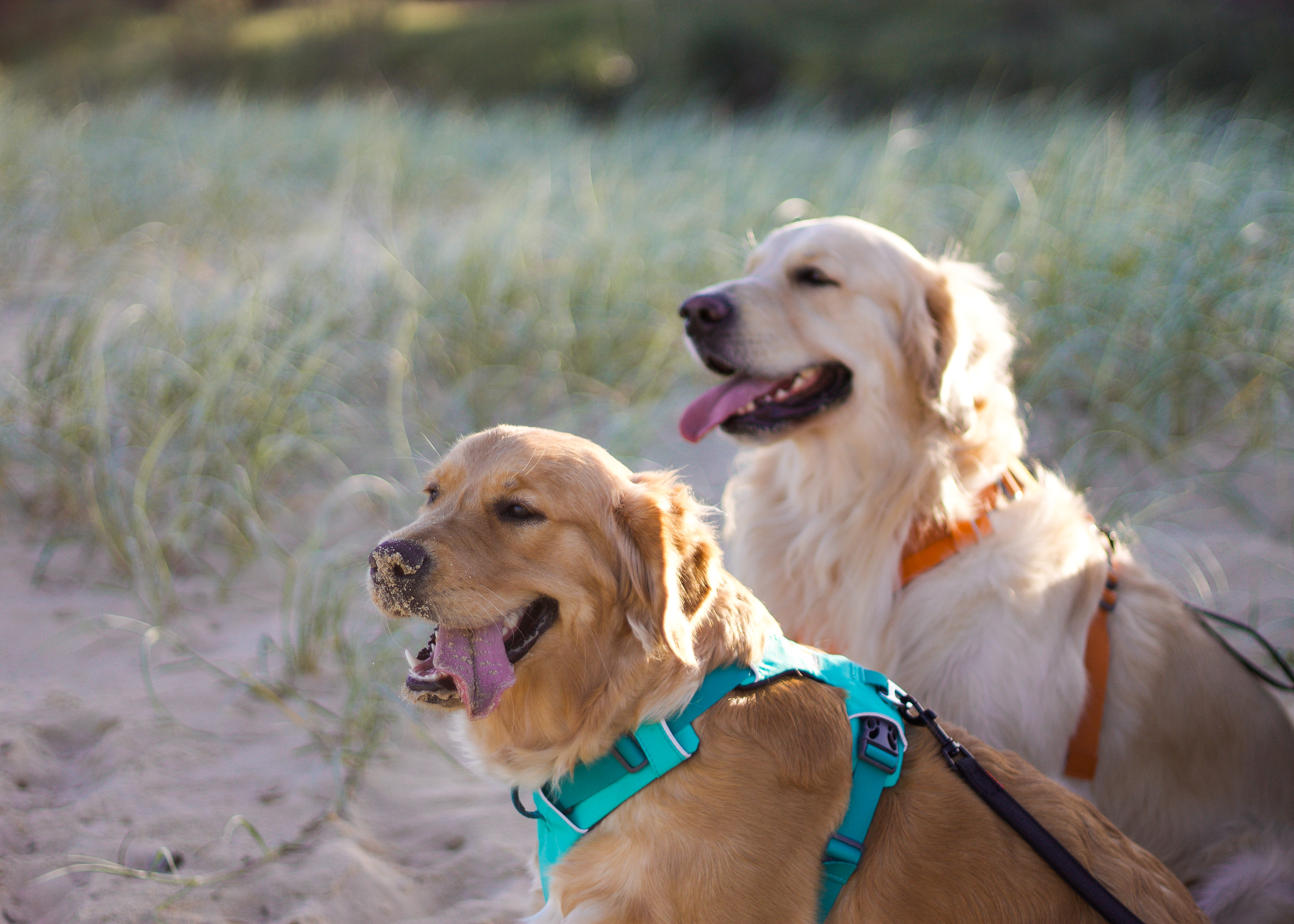 Daisy (left) & George (right) at the beach